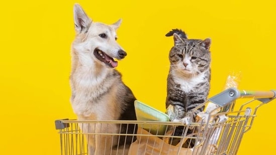 Seeing Silicon | The ultimate battle between dogs and cats for VC money